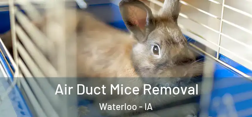 Air Duct Mice Removal Waterloo - IA